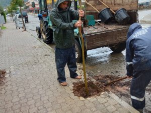 SOKAKLARI LİMON AĞAÇLARI SÜSLEYECEK