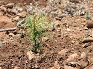 Marmaris Bördübet Tekrar Yeşeriyor