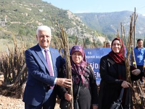 Büyükşehir’den Üreticilere 151 Bin 780 Fidan Desteği