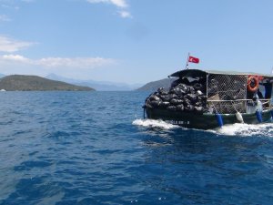 Gökova Körfezinde 40 Bin Kg Çöp Toplandı