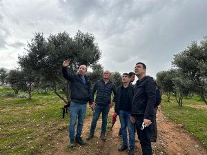 Milas’ta zeytine sahip çıkılıyor