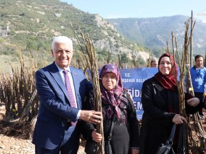 Muğla Büyükşehir Belediyesi 53 Bin Adet Meyve Fidanı Dağıtıyor