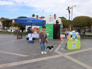 PATİLİ DOSTLAR YUVA BEKLİYOR