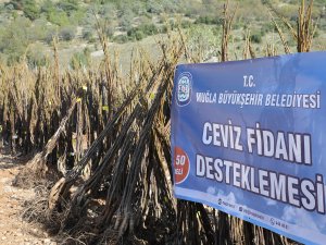 Büyükşehir Meyve Fidanı Dağıtımına Devam Ediyor