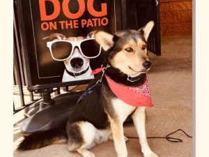 ABD GÜNEY KAROLİNA EYALETİNİN SAHİL KASABASI MYRTLE BEACH