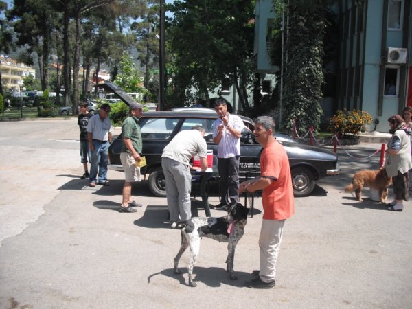 BELDİBİNDEKİ KEDİ VE KÖPEKLERE KUDUZ AŞISI GÜNÜ
