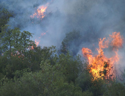 Alevler büyümeden söndürüldü