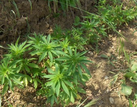 Polisten uyuşturucu tacirlerine darbe