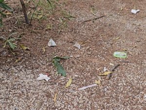 Marmaris’in Kıyı Gerçeği: Cennet Koylar Çöplüğe Dönüyor, Çevreciler Nerede?