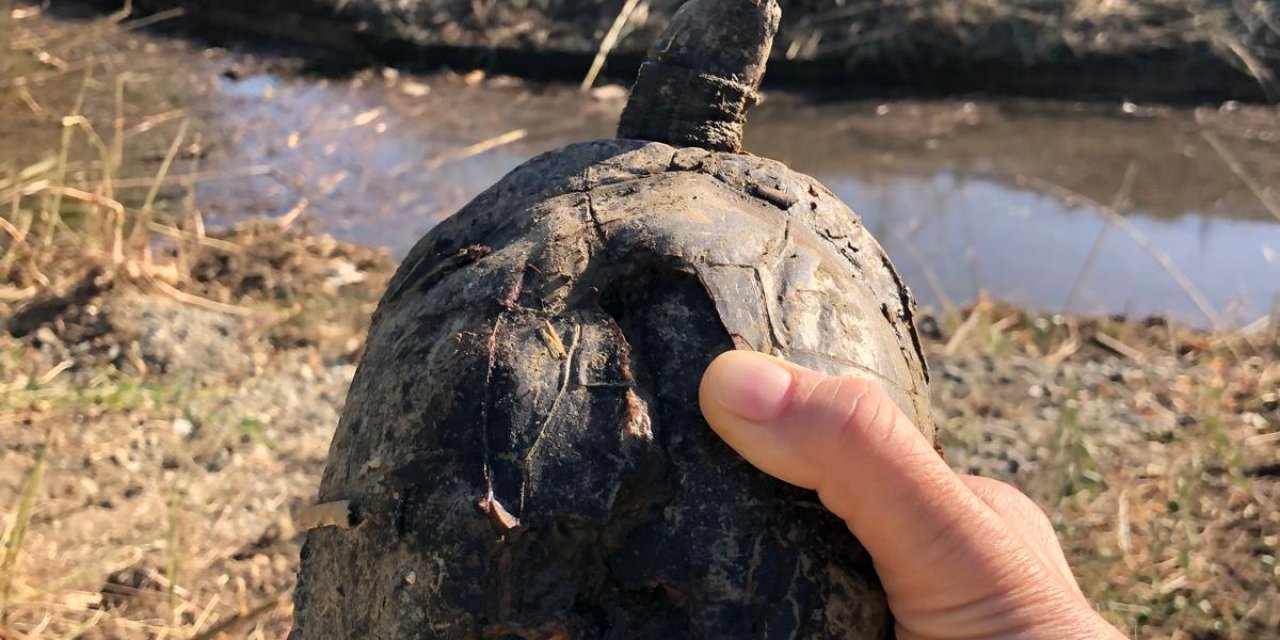 Karacasöğüt'te Tatlı Su Havzasında Kaplumbağa Ölümleri