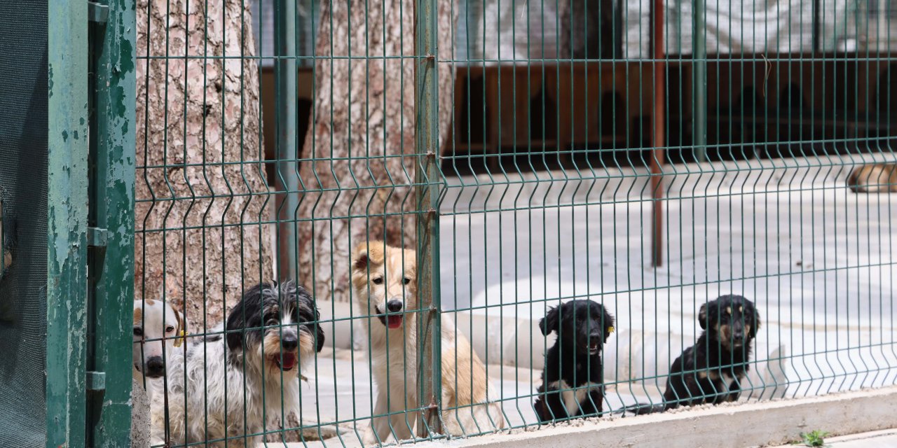 MARMARİS BELEDİYESİ’NDEN SOKAK HAYVANLARINA MODERN YAŞAM ALANI