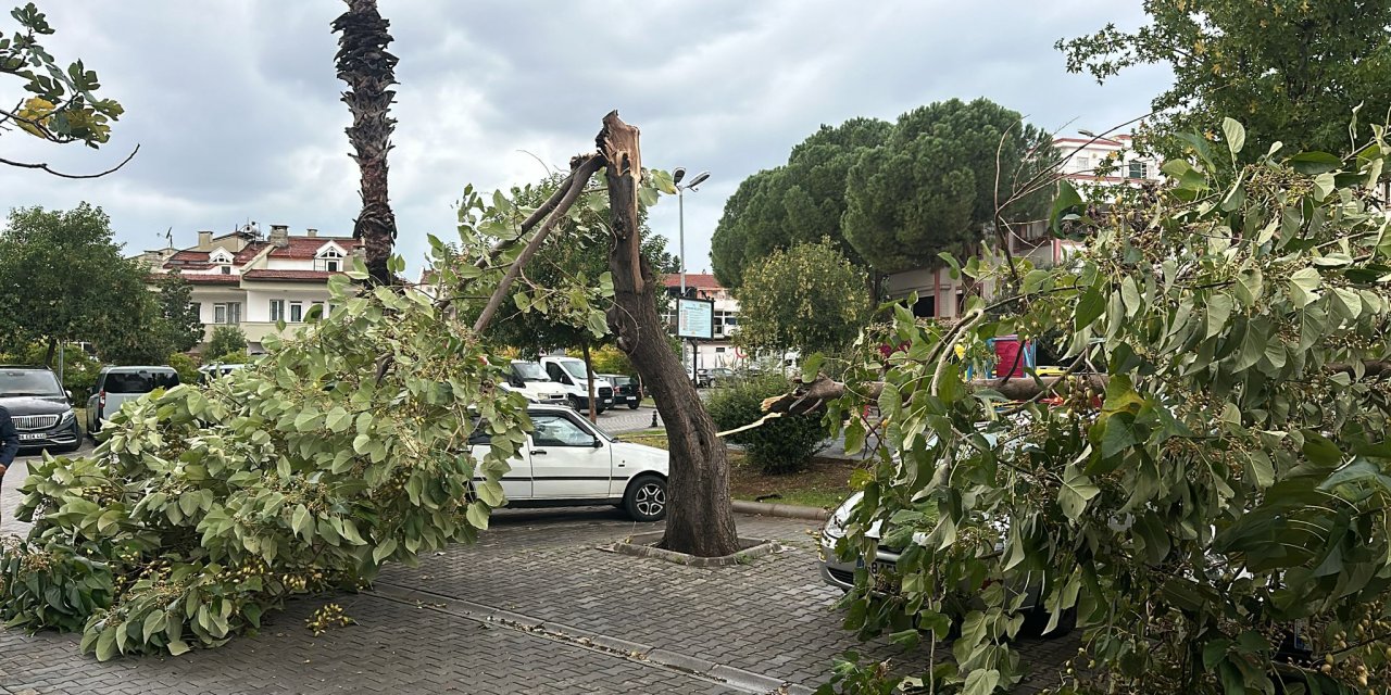 Marmaris’te Fırtına: Ağaçlar Araçların Üzerine Devrildi