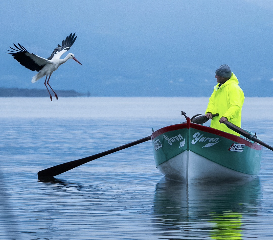 Yaren leylek Vefalı Çıktı, Keşke Bazı Vefasız İnsanlar da Örnek Alsa