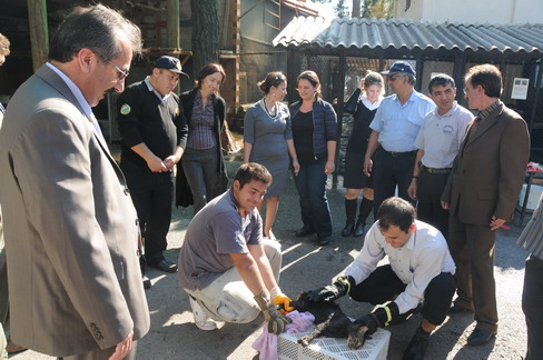 BELDİBİ'NDE ''VAŞAK'' HEYECANI