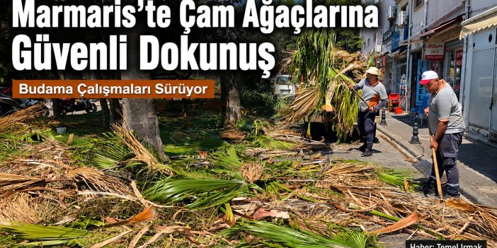 Marmaris'te Çam Ağaçlarına Güvenli Dokunuş: Budama Çalışmaları Sürüyor