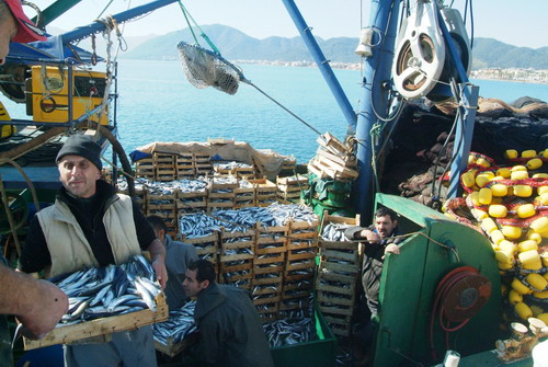 AĞLARA 7,5 TON ''JAPON HAMSİSİ'' TAKILDI