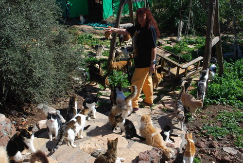 11 YIL ÖNCE BİR KEDİSİ VARDI, ŞİMDİ 250 KEDİSİ VAR