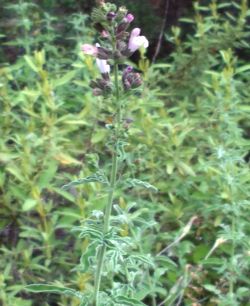 Kaynağı Şifalı Bitkiler