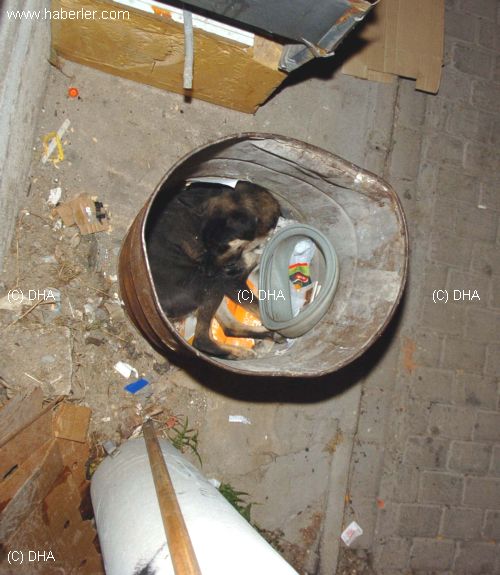 Sokak Köpeği Vahşice Öldürüldü