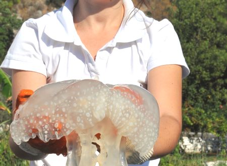 Muğla'da Yeni Bir Denizanası Türü Bulundu