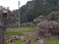 Zeytin Ağaçlarını Gençleştiren Dokunuş