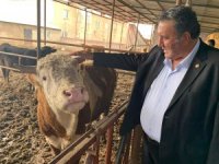 Gürer: “Yem fiyatlarındaki artış hayvancılığı tehdit ediyor”