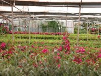 Büyükşehir Destekliyor, Muğla’nın Kadınları Çiçek Üretiyor