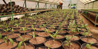 MİLYONLUK TASARRUFUN ADRESİ: MARMARİS BELEDİYESİ SERALARI