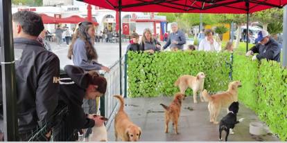 Marmaris’te “Satın Alma, Sahiplen” Etkinliği: Barınak Hayvanları Yeni Yuvalarını Arıyor